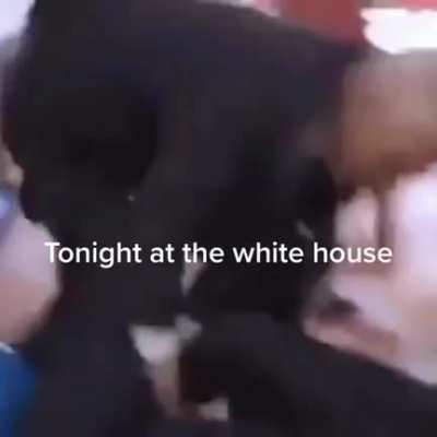 Trump Tonight