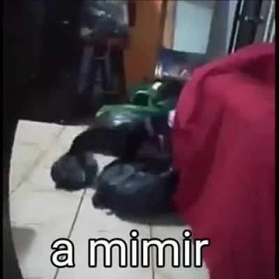 f garoto