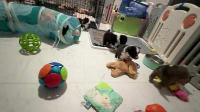 Time for these puppies to start playing and discovering