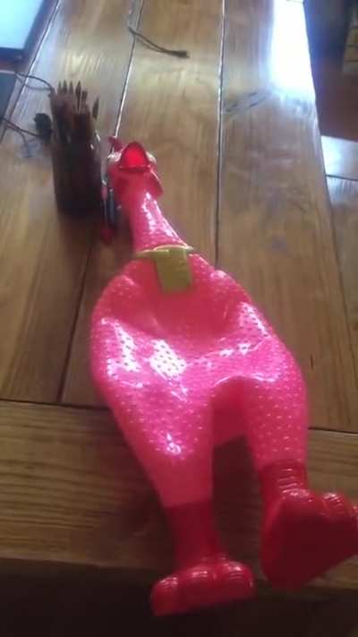 the chicken goes...