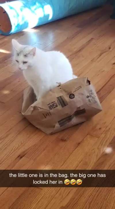 I think Tonks is proud of himself for capturing his little gremlin of a sister in a bag.