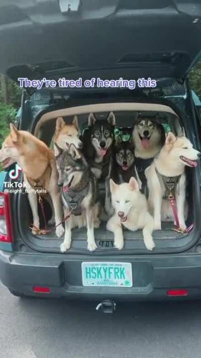 Dog scream