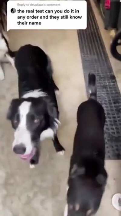 They have good door manners