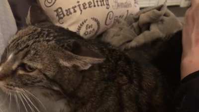 (Volume up). Meet Rose, making her debut on Reddit. Her purr motor could power a tractor. Casper makes a cameo, she can’t resist Rose’s purr.
