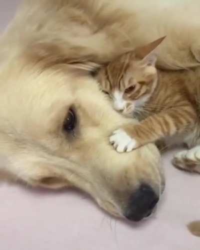 Best buds