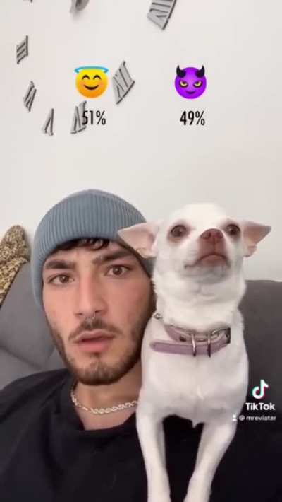 Who else but a Chihuahua