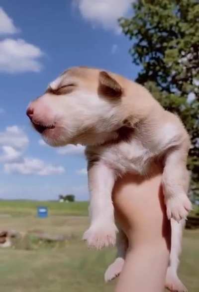 Мален<wbr>ькие хаски