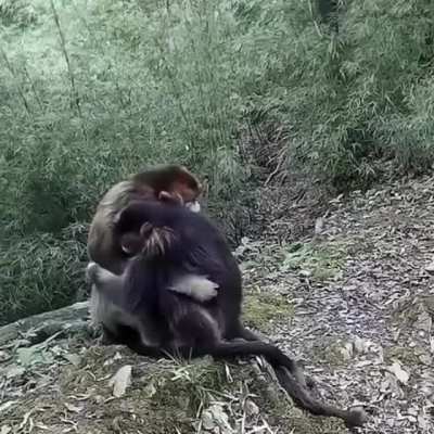 Everyone needs a hug sometimes