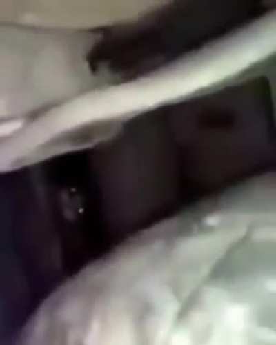 LA KEDİİİ ÇIK LAN DIŞARI