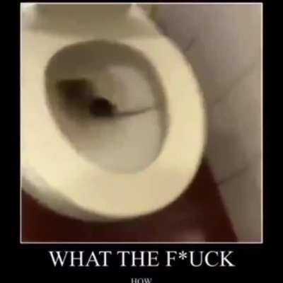 Piss rat
