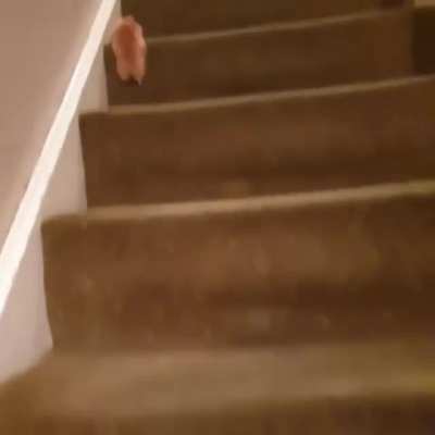 The Amazing Climbing Hamster. He's in better shape than me!