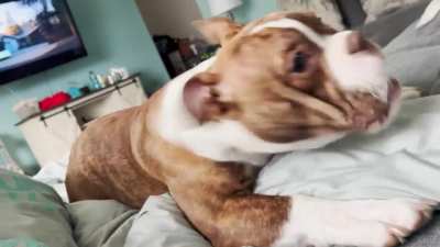 Rocco didn’t like Kia. He’s a good judge of character.