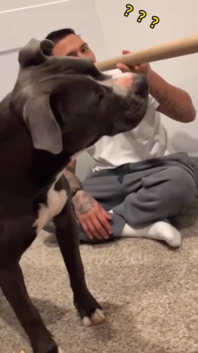 The Dog is Confused 😂