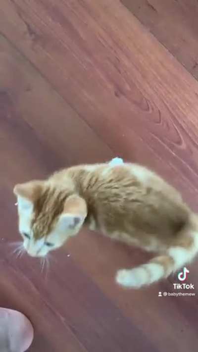 Here is a cute meowing kitten tiktok for you guys