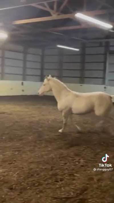 Horsin' around