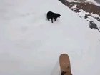 The dog is okay afterwards