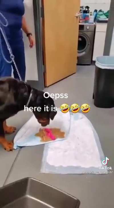 Pupper doesn't feel well