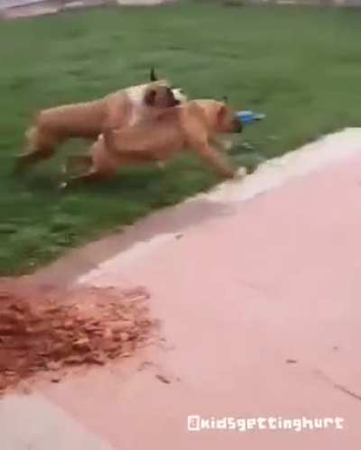 Dog pulled a Tokyo Drift on Child