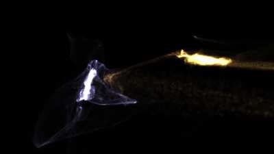 1 million particle gravity simulation. [OC]