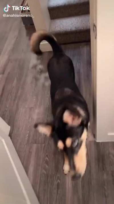 Dog Gifs. Knock Knock