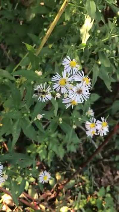 Got bored so heres a video of a bee
