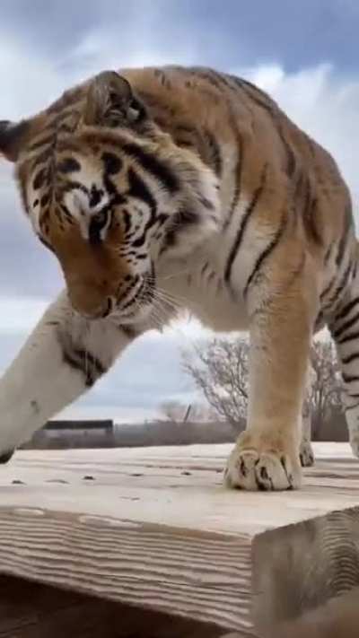 Котик