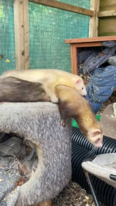 Quick piggy back ride 😂