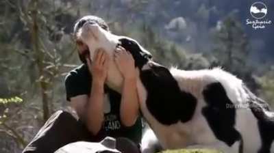 Cows Are Happiest When They Are With Their Friends