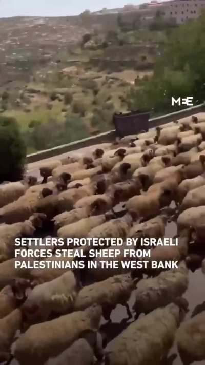Videos from the occupied West Bank showed settlers, protected by Israeli forces, stealing dozens of sheep and livestock from Palestinians during attacks on the villages of Abwein, Sinjil and Jiljilia, north of Ramallah