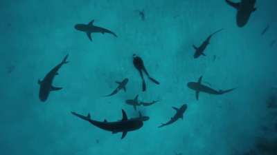 HMRB while I make bubble rings beneath sharks.