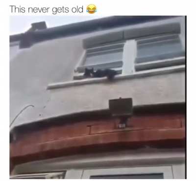 Damn cat