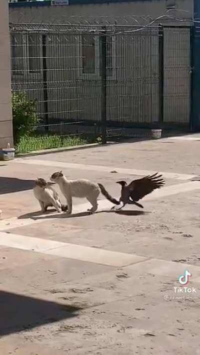 Как обезьяна