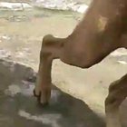 Ajudante do tobia?