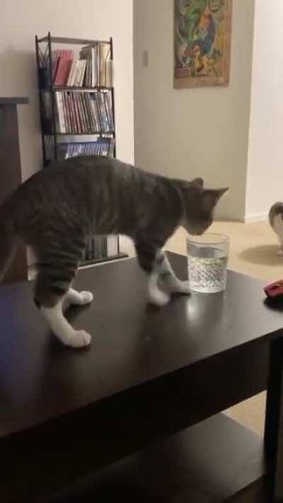 Ministry of silly cat walks