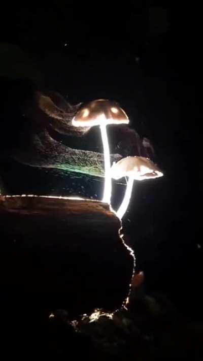 Mushrooms releasing spores to the wind. Stolen from another sub.