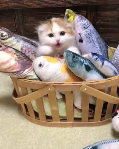 Touch all tha fishy