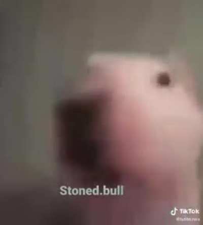 guau guau