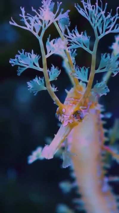 Leafy sea dragon seahorse.