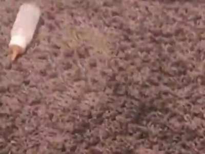 cat has perished