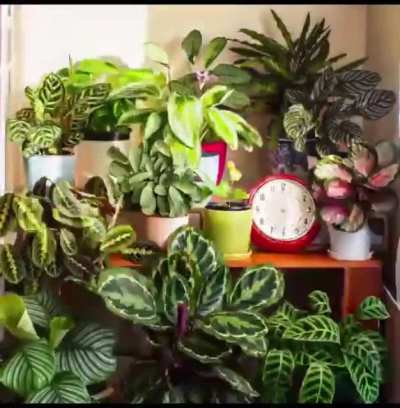 Plant movement in a 24 hr period