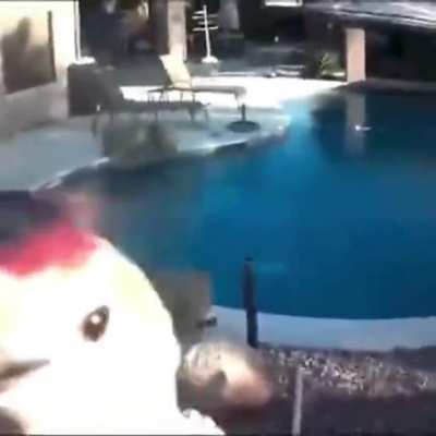 Chicken