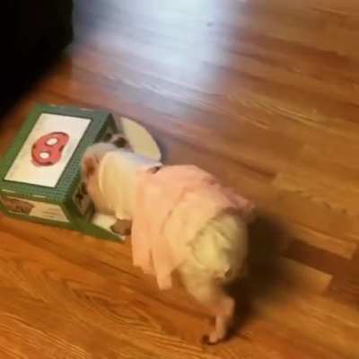 Stitch opens up her Oink Box to check out the new goodies!