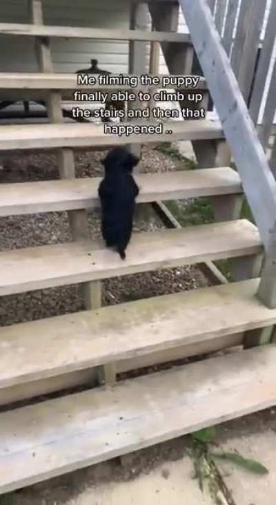 Dog finally able to climb stairs