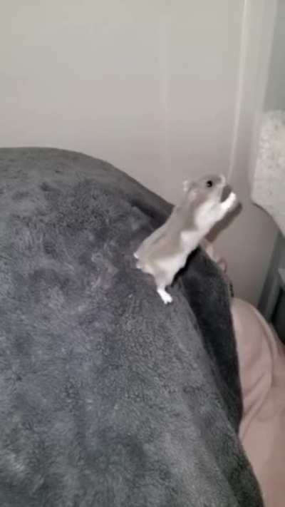 Raton volador