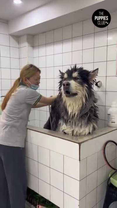 This puppy does not appreciate bath day.