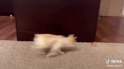 “Dogs need a yard to get enough exercise”