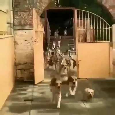 Все за мной!