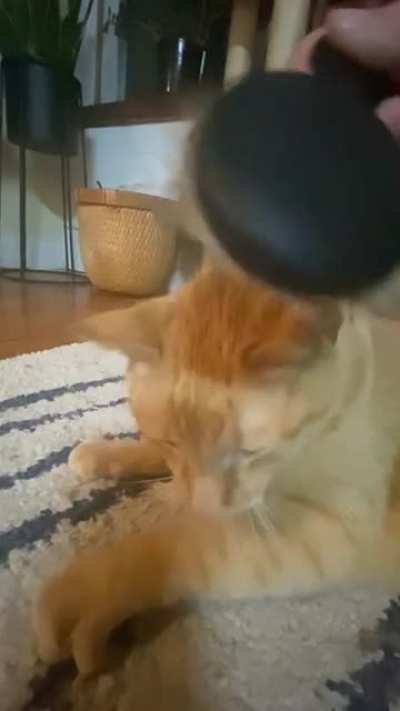 Biscuit brushies