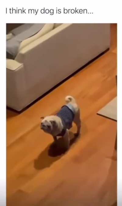 imma put my dog on the mic