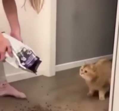 Watch this cat die inside